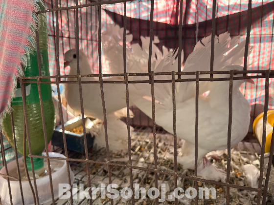 লক্ষা/ময়ূরী কবুতর